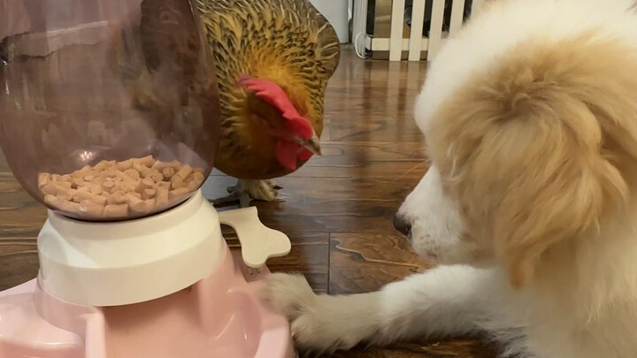 Shengnan, if you have this kind of patience, you’ll succeed at anything.