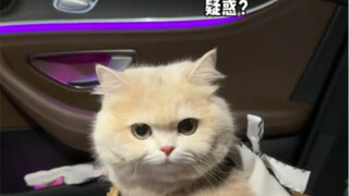 和女朋友吵架了 带我的猫离家出走。 猫：你有钱吗 就敢带我出来？