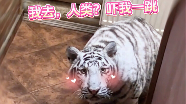 When Northerners Meet Southern Spiders #CatMemeMiniDrama#NorthVsSouth#TooRealisticContent#Funny