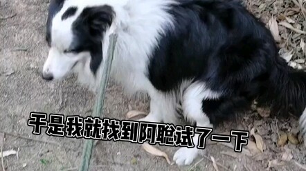 Cưỡi chó mà bị thoát vị đĩa đệm cột sống thắt lưng thì cảm giác thế nào nhỉ! Mọi người hãy lấy tôi l
