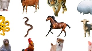 The twelve Chinese zodiac signs, but they are all jokes (fill in the crotch)