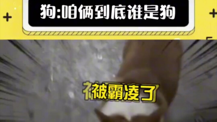 A netizen was walking his dog in an underground parking garage and started meowing to attract stray 