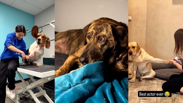 No dog can stay calm when its nails are being trimmed.