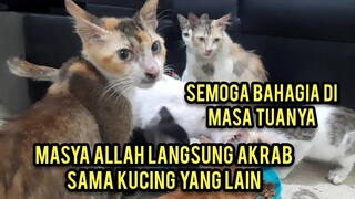 Kucing Tua Kurus Ngejar-Ngejar Mau Di Adopsi Part 2 Sudah Bahagia Punya Banyak Teman..!