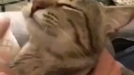 Bahan makanan kelas atas