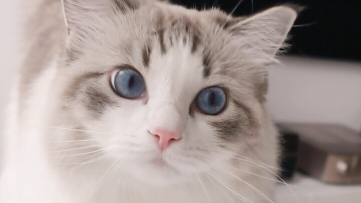 爸爸我的猫条怎么越吃越高了？