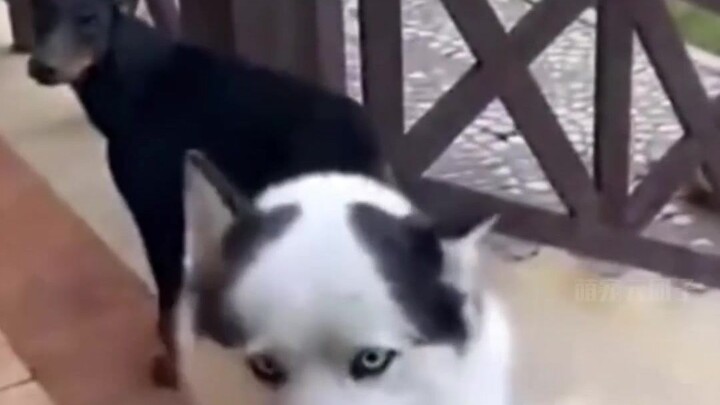 Gouzi: Mom, open the door. I’m bringing my new friend home.