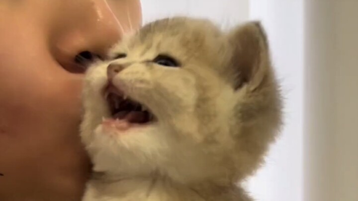 Cats like this are really tame.