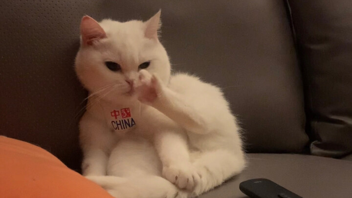 Even little kitties love binge-watching shows!