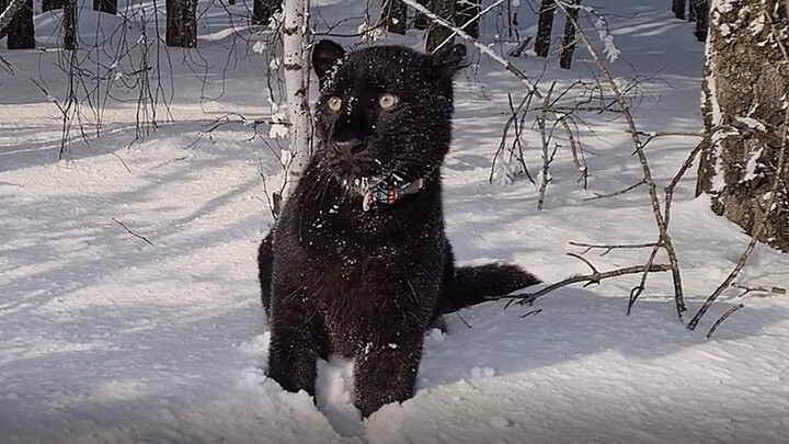 เสือดำถึงกับตกใจจนมึนไปเลยแบบนี้นี่เอง