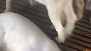 الخروف: خبير تفكيك القنابل