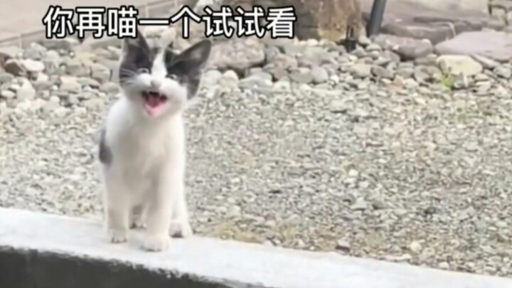 Cat: Sometimes, I really want to call the police!