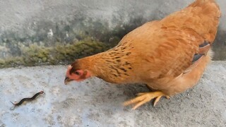 Lingkaran Binatang|Ketika Ayam Betina Melihat Kelabang