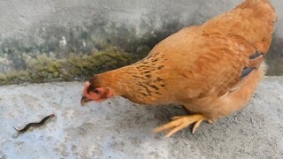 Lingkaran Binatang|Ketika Ayam Betina Melihat Kelabang