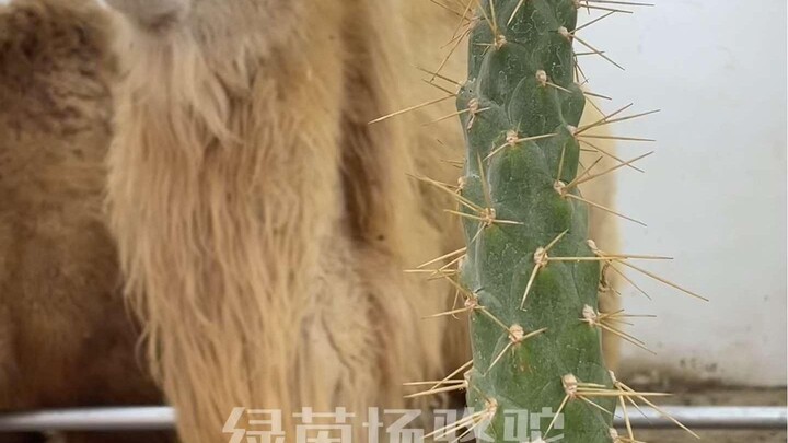 Camel: Thanks, bro, for the spiky cucumber you sent.
