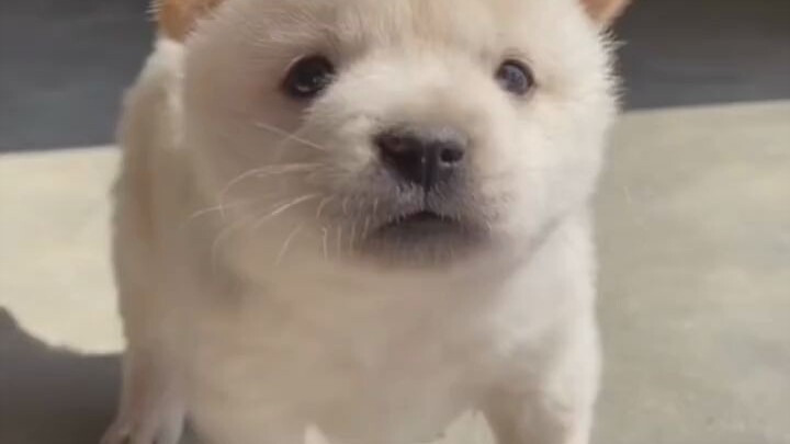 Di ingatanmu juga ada seekor anak anjing kecil, yang wajahnya nggak istimewa tapi sangat cerdas, sel