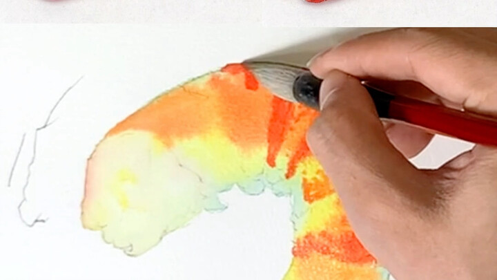 How do you draw a shrimp?