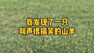 Hahahahahahahahahahahahaha Tôi chết vì cười mất