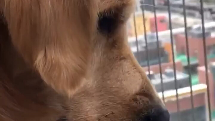 สุนัขที่กำลังเล่นอยู่บนระเบียงเหลือบมองลงมาด้านล่าง แล้วชะงักไปทันที ก่อนจะมีปฏิกิริยาในวินาทีถัดมาจ