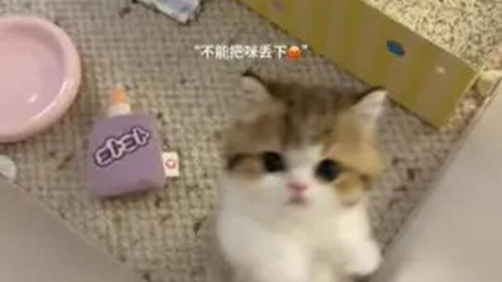 Bị tiếng sấm dọa sợ, vội vàng đi tìm mẹ