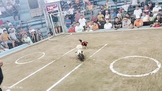 2x winer mayahin.. win