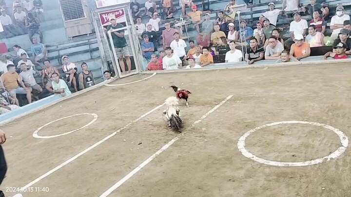 2x winer mayahin.. win