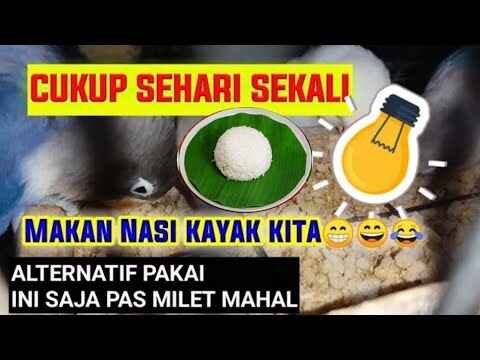 ALTERNATIF MAKANAN LOVE BIRD DISAAT HARGA ANJLOK