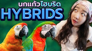 นกแก้วไฮบริด (Macaw Hybrid) Ep.192