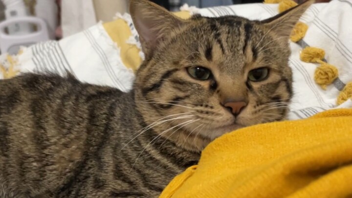 A one-and-a-half-year-old kitten is still a baby; it can only fall asleep with its mom’s clothes as 