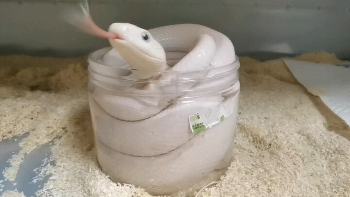 [Pets] The Snake Is Liquid (Fact)