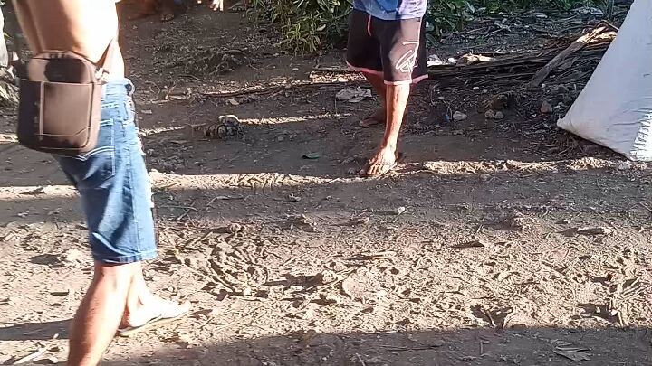 Batangueño white in Action