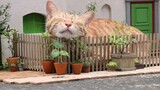 [Animal] Cats Around "Arietty's House"