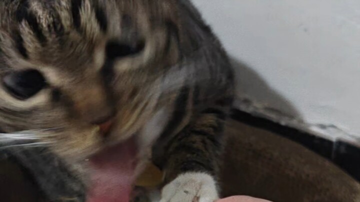 Nếu Nuo Shu dám nhận trách nhiệm của loài chuột?