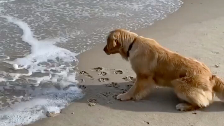 Golden Retriever: "I can't be touched by even a drop of water"