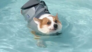 What changes will occur in a dog's weight if it persists in swimming for weight loss?