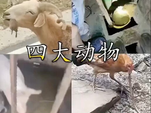 四大动物