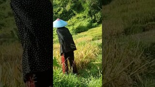begini lah rasanya kalau jadi petani alhamdulillah terasa banget kerjaannya#short