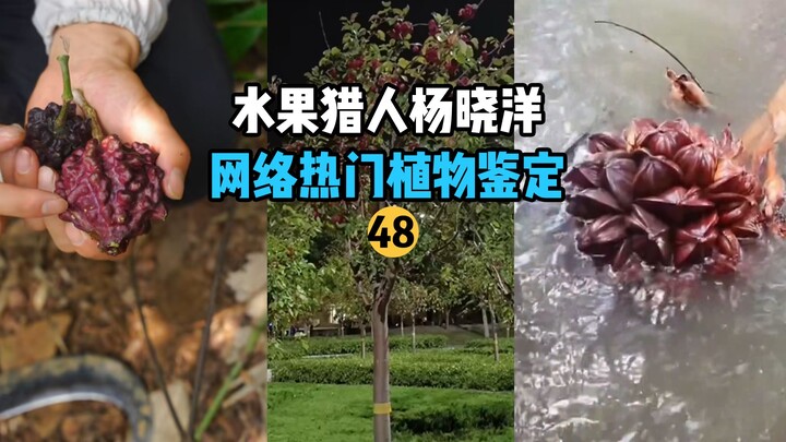 [Fruit Hunter x Hunter] Internet-Hit Fruit Identification 48
