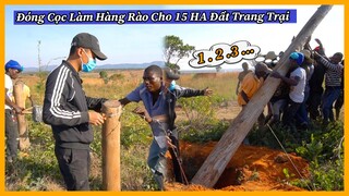 Quanglinhvlogs || Đóng Cọc Làm Hàng Rào Vạch Ranh Giới Cho 15ha Của Quang Linh Farm