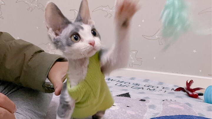 Finally, a cat! Is the Devon Rex really as adorable as everyone says? A cat-coming-home diary.