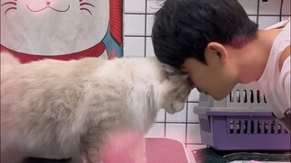 Handsome Man Ragdoll Cat Care