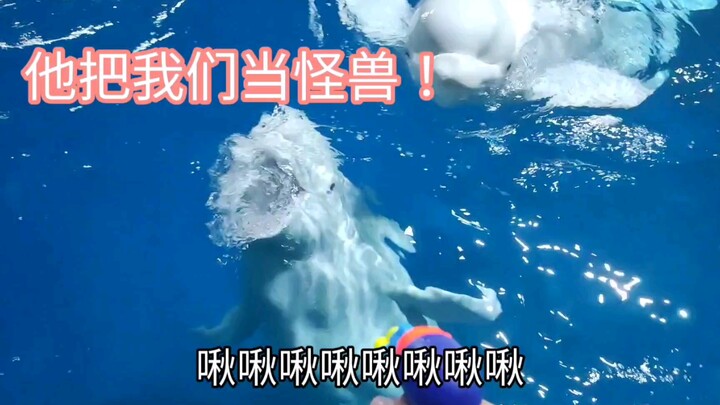 Paus Putih: Aku bukan monster, jangan pukul aku!