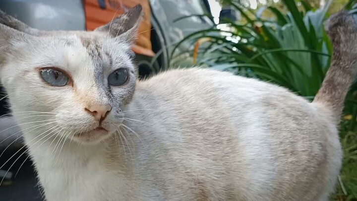 kenalan baru...😻