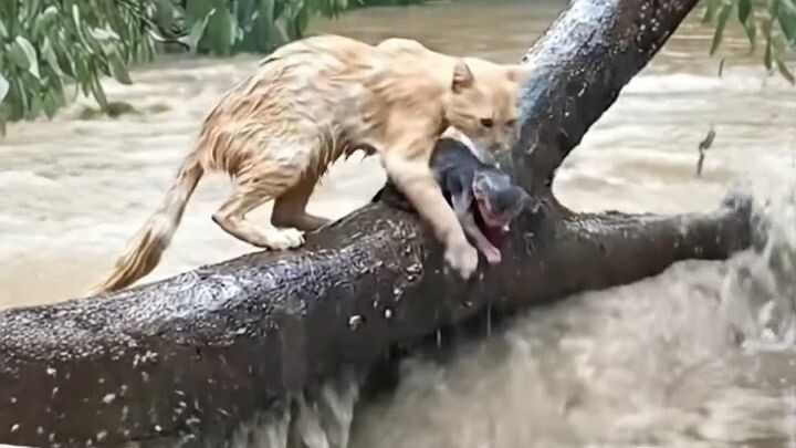 The_mother_cat_202601082307_zskwv