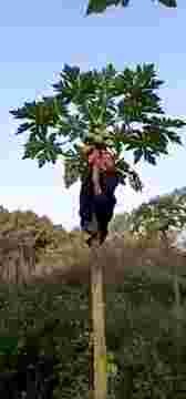 Panjat Pohon Pepaya