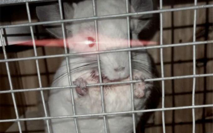 Bagaimana rasanya menjadi seekor tikus yang bisa menangkap tikus lain?