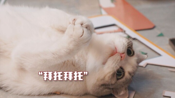 Chủ nhân thông minh nuôi mèo cũng rất thông minh