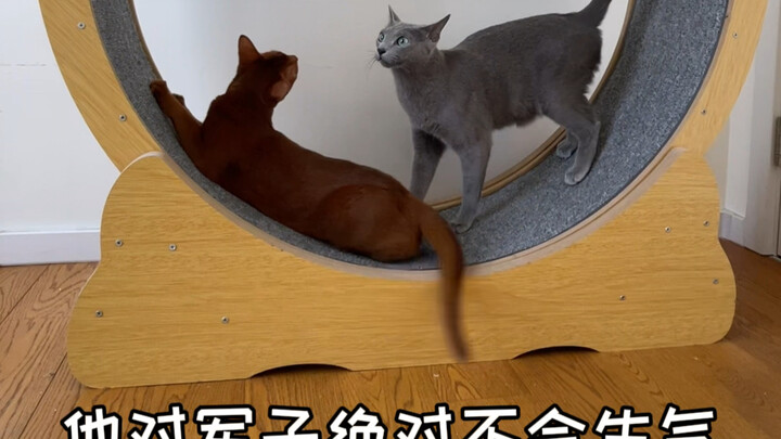 Quân Tử có vẻ đã hơi chịu hết nổi rồi..