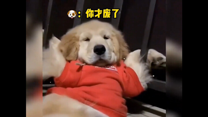 เจอหมาตัวน้อยแล้ว~ โกลเด้นรีทรีฟเวอร์ตัวโตน่ารักมากเลย