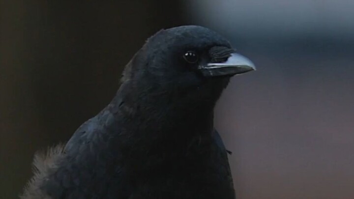 Baby Crow